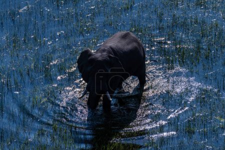 Foto de Telefoto aéreo de un elefante africano atravesando las aguas poco profundas del delta del Okavango en Botsuana. - Imagen libre de derechos