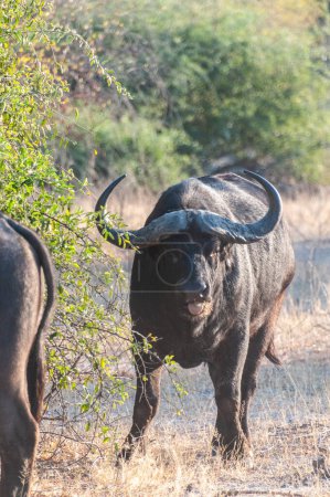 Téléchargez les photos : Téléphoto d'un Buffalo africain broutant de la caféine dans le parc national Chobe, Botswana. - en image libre de droit
