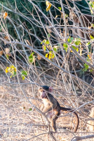 Foto de Un Babuino Chacma, Papio ursinus, bebé siendo juguetón con una rama de árbol, Parque Nacional Chobe, Botswana. - Imagen libre de derechos