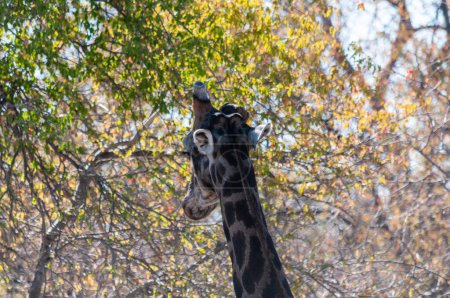 Foto de Primer plano del cuello de una jirafa angoleña - jirafa angolensis- en el Parque Nacional Etosha en Namibia. - Imagen libre de derechos