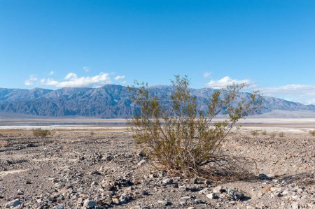 Photo for Death Valley landscape on a sunny winter afternoon, near Beatty junction. - Royalty Free Image