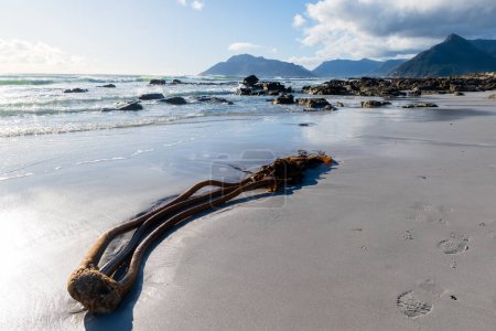 Photo for Beautiful white sands of the Beach near Kommetjie, on the Cape Peninsula, South Africa. - Royalty Free Image