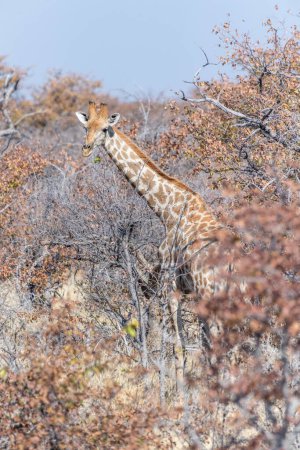 Photo for A group of Angolan Giraffes -Giraffa giraffa angolensis- grazing in the bushes of Etosha national park, Namibia. - Royalty Free Image