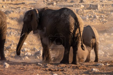 Foto de Telefoto de una manada de elefantes africanos Loxodonta Africana- tomando un baño en un pozo de agua en el Parque Nacional de Etosha. - Imagen libre de derechos