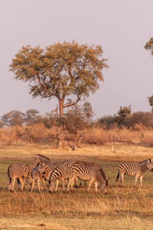 Foto de Telephoto shot of a large herd of Burchells Plains zebras, Equus quagga burchelli, running on the dry lands of the Okavango Delta, Botswana. - Imagen libre de derechos