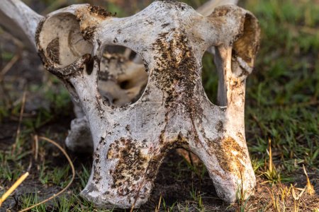 Téléchargez les photos : Gros plan d'un crâne de girafe dans le delta de l'Okavango, Botswana. - en image libre de droit