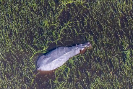 Foto de Telefoto aéreo de un hipopótamo que está parcialmente sumergido en los humedales del delta del Okavango en Botsuana. - Imagen libre de derechos