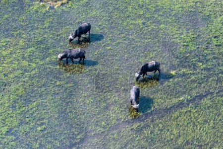 Photo for Arial telephoto shot of an African Buffalo -Syncerus caffer- grazing in the Okavango Delta wetlands, Botswana. - Royalty Free Image