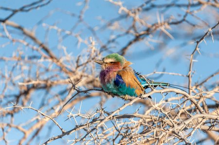 Photo for Closeup of a Lilac Breasted Roller - Coracias caudatus- sitting on a tree branch, in Etosha National Park. - Royalty Free Image