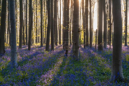 Photo for The rising sun illumingating a flowerbed of bluebells in the Hallerbos, on an early spring morning. - Royalty Free Image