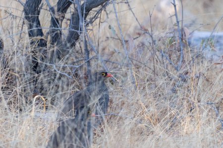 Téléchargez les photos : Téléobjectif d'une sauvagine à bec rouge - Pternistis adspersus- quadrillage près d'un trou d'eau dans le parc national d'Etosha, Namibie. - en image libre de droit