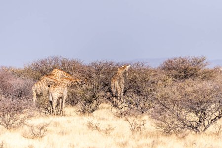 Foto de Un grupo de jirafas angoleñas jirafas angolenses de pie en las llanuras del parque nacional de Etosha, Namibia. - Imagen libre de derechos