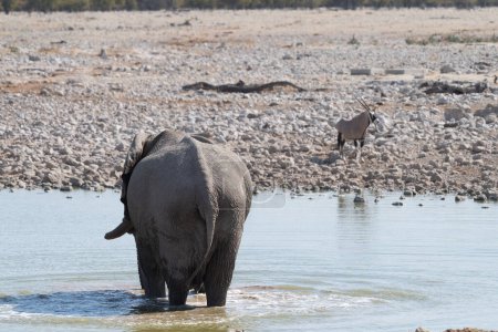 Téléchargez les photos : Téléobjectif d'un éléphant d'Afrique géant Loxodonta Africana- boire dans un trou d'eau dans le parc national d'Etosha, Namibie. - en image libre de droit