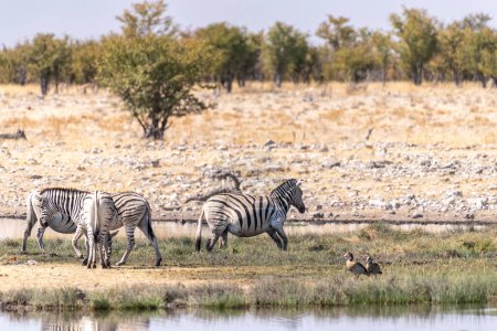 Foto de Telephoto shot oa a group of zebras standing near a waterhole in Namibia. - Imagen libre de derechos