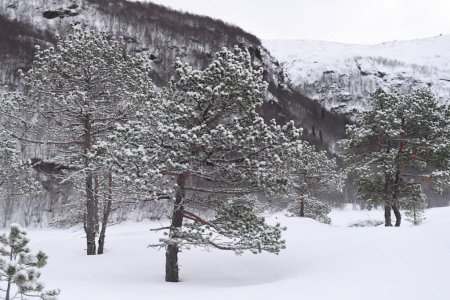 Foto de Snow landscape in the mountains of arctic Norway in winter - Imagen libre de derechos