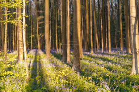 Foto de El sol naciente que ilumina un macizo de flores de campanas azules en el Hallerbos, en una mañana temprana de la primavera
. - Imagen libre de derechos