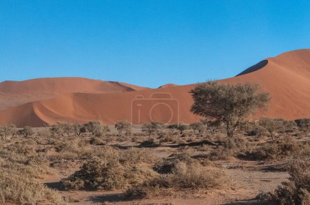 Foto de Landscape shot of the sand dunes and scattered trees near Sossusvlei, Namibia - Imagen libre de derechos