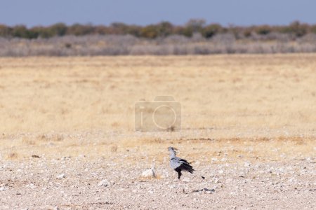 Foto de Primer plano de un secretaribird-Sagittarius serpentarius Caminando por las llanuras del Parque Nacional Etosha, Namibia - Imagen libre de derechos
