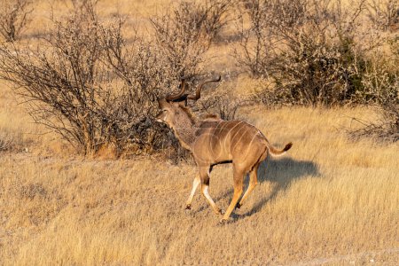 Foto de Telefoto de un mayor kudu-Tragelaphus strepsiceros- en el Parque Nacional Etosha, Namibia. - Imagen libre de derechos