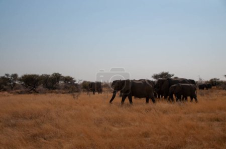 Foto de Una manada de elefantes africanos Loxodonta Africana- está pastando en las llanuras del Parque Nacional Etosha, Namibia. - Imagen libre de derechos