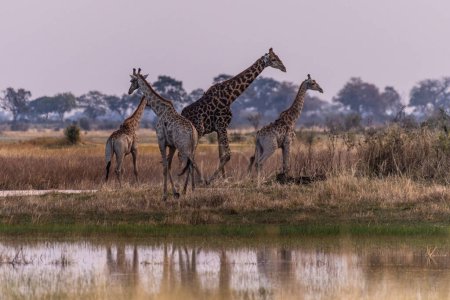 Téléchargez les photos : Un groupe de trois girafes dans le delta de l'Okavango, Botswana. - en image libre de droit
