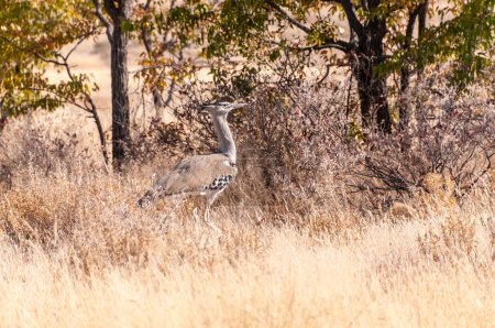 Téléchargez les photos : Le Kori Bustard-Ardeotis kori- est considéré comme le plus grand oiseau volant d'Afrique. Ici, on le voit marcher sur les plaines du parc national d'Etosha, en Namibie
. - en image libre de droit