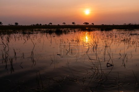 Foto de Telefoto de una hermosa puesta de sol en el delta del Okavango en Botswana. - Imagen libre de derechos