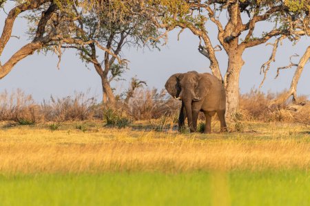 Téléchargez les photos : Telephoto shot of an African Elephant -Loxodonta Africana- grazing on the banks of the Okavango river, in the Okavango Delta, Botswana, around sunset. - en image libre de droit