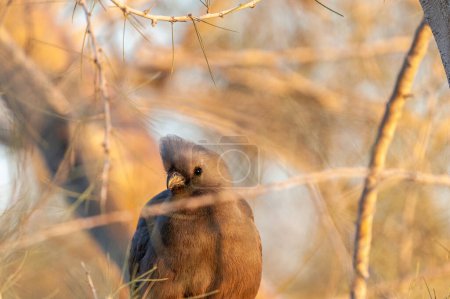 Téléchargez les photos : Téléobjectif d'un oiseau gris disparu -Corythaixoides concolor- oiseau assis dans un arbre en Namibie. - en image libre de droit