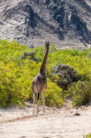 Foto de Impresión de una jirafa angolena- jirafa angoleña vagando por el desierto en el noroeste, Namibia. - Imagen libre de derechos
