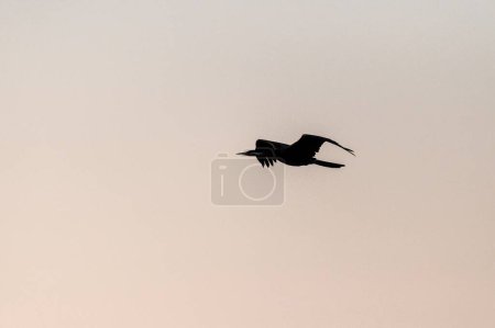 Foto de Telefoto de un Darter africano - Anhinga rufa- en vuelo a lo largo del río Chobe, Botswana. - Imagen libre de derechos
