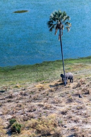 Foto de Foto aérea de un elefante africano gigante Loxodonta Africana- frotando su cabeza contra una palmera en el delta del Okavango. - Imagen libre de derechos