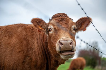 Foto de Flandes Oriental, Bélgica - 11 de noviembre de 2020. Primer plano de dos vacas que se miran afectivamente. - Imagen libre de derechos