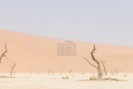 Téléchargez les photos : Aperçu des arbres morts pétrifiés dans la région de Deadvlei en Namibie - en image libre de droit