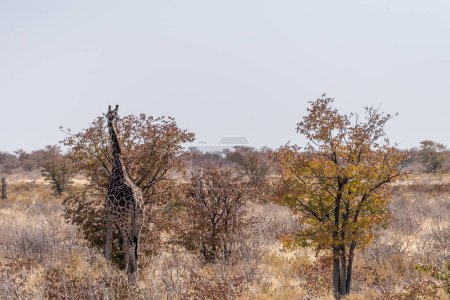 Foto de Jirafas angoleñas-jirafas angolenses de pie en las llanuras del parque nacional de Etosha, Namibia. - Imagen libre de derechos