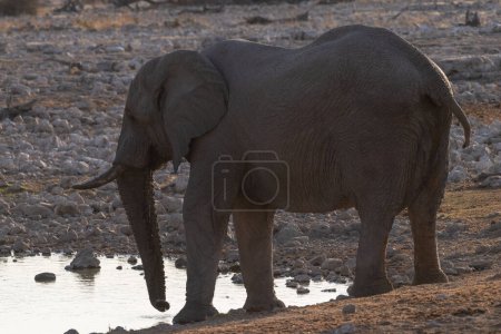 Photo for Telephoto shot of a herd of African Elephant -Loxodonta Africana- taking a bath in a waterhole in Etosha national Park. - Royalty Free Image