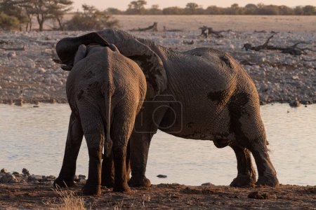 Téléchargez les photos : Téléobjectif d'un troupeau d'éléphant d'Afrique Loxodonta Africana- prendre un bain dans un trou d'eau dans le parc national d'Etosha. - en image libre de droit