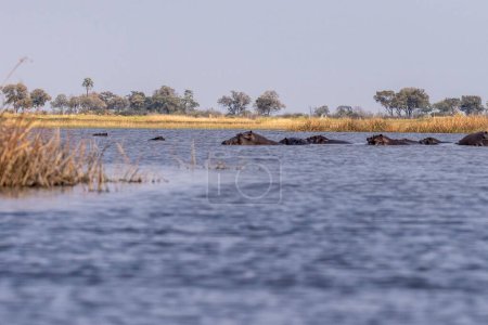 Téléchargez les photos : Tir téléobjectif de la tête d'un hippopotame partiellement submergé, Hippopotamus amphibius, au repos dans le delta de l'Okavango, Botswana. - en image libre de droit