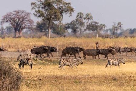 Foto de Telefoto de una manada de ñus azules - Connochaetes taurinus- y Burchells Plains zebra-Equus quagga burchelli-walking on the plains of the Okavango Delta, Botswana. - Imagen libre de derechos