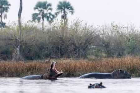 Foto de Telefoto disparo de la cabeza de un hipopótamo parcialmente sumergido, Hippopotamus amphibius, siendo inquieto en el delta del Okavango, Botswana. - Imagen libre de derechos