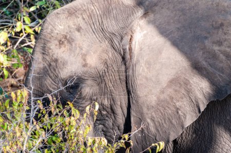 Téléchargez les photos : Gros plan d'un éléphant d'Afrique géant Loxodonta Africana- broutage sur les rives de la rivière Chobe, Botswana - en image libre de droit