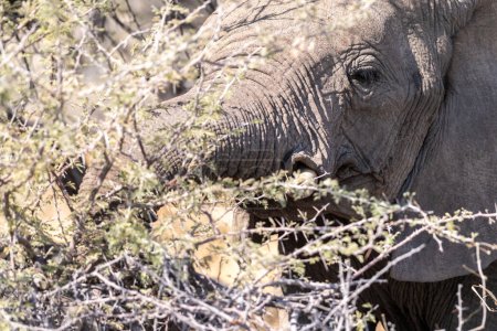 Téléchargez les photos : Téléobjectif de la tête d'un éléphant d'Afrique Loxodonta Africana- manger dans le parc national d'Etosha, Namibie. - en image libre de droit