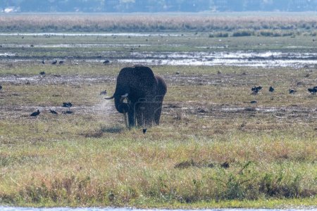 Photo for Telephoto shot of an African Elephant feeding itself on the banks of the Chobe River. Chobe National Park, Botswana. - Royalty Free Image