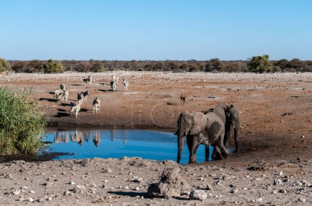 Foto de Elefantes africanos, cebras y antilopes se reúnen cerca de un abrevadero en el Parque Nacional Etosha, Namibia
. - Imagen libre de derechos