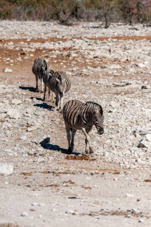 Téléchargez les photos : Un groupe de Burchells Plains zebra-Equus quagga burchelli- debout l'un près de l'autre dans les plaines du parc national d'Etosha, en Namibie
. - en image libre de droit