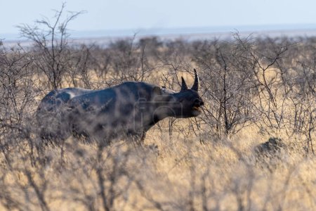 Foto de Un rinoceronte negro - Diceros bicornis- comiendo matorrales en las llanuras del parque nacional de Etosha, Namibia, durante la puesta del sol
. - Imagen libre de derechos