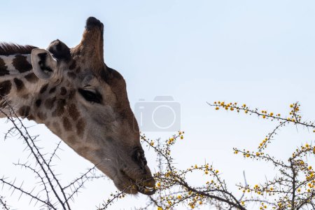 Photo for Close-up of an angolean Giraffe, eating berries from a tree in Etosha National Park. - Royalty Free Image