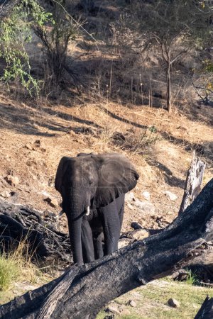 Téléchargez les photos : Telephoto shot of an African Elephant feeding itself on the banks of the Chobe River. Chobe National Park, Botswana. - en image libre de droit