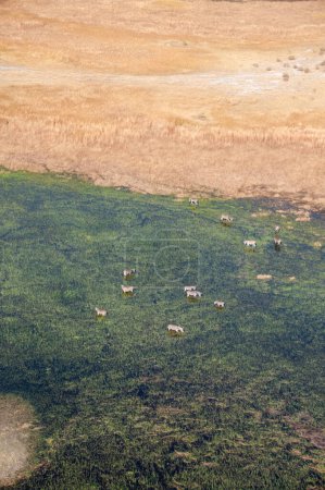 Téléchargez les photos : Aerial shot of a herd of Zebras grazing in the Okavango delta wetlands in Botswana. - en image libre de droit