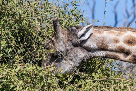 Téléchargez les photos : Gros plan d'une Girafe angolaise - Girafe girafe angolaise - tête tandis que ses feuilles mangeuses d'un buisson, dans le parc national de Chobe, Botswana. - en image libre de droit